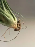 Тилландсия brachycaulos x bulbosa — изображение 4
