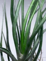 Тилландсия brachycaulos x bulbosa — изображение 5
