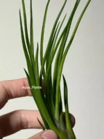 Тилландсия brachycaulos x bulbosa — изображение 5