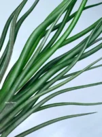 Тилландсия brachycaulos x bulbosa — изображение 6