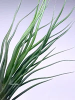Тилландсия brachycaulos x bulbosa — изображение 2