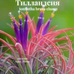 Тилландсия браво кламп (Ionantha bravo clump Tillandsia)
