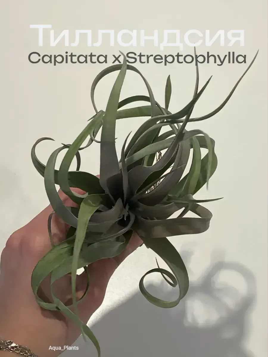 tillandsiya-capitata-x-streptophylla-tillandsia-1 Тилландсия Capitata x Streptophylla Tillandsia — изображение 1