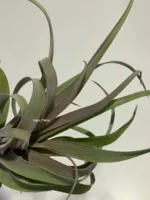Тилландсия Capitata x Streptophylla Tillandsia — изображение 2