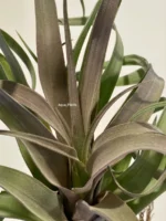 Тилландсия Capitata x Streptophylla Tillandsia — изображение 4