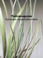 Тилландсия Concolor x capitata rubra Tillandsia