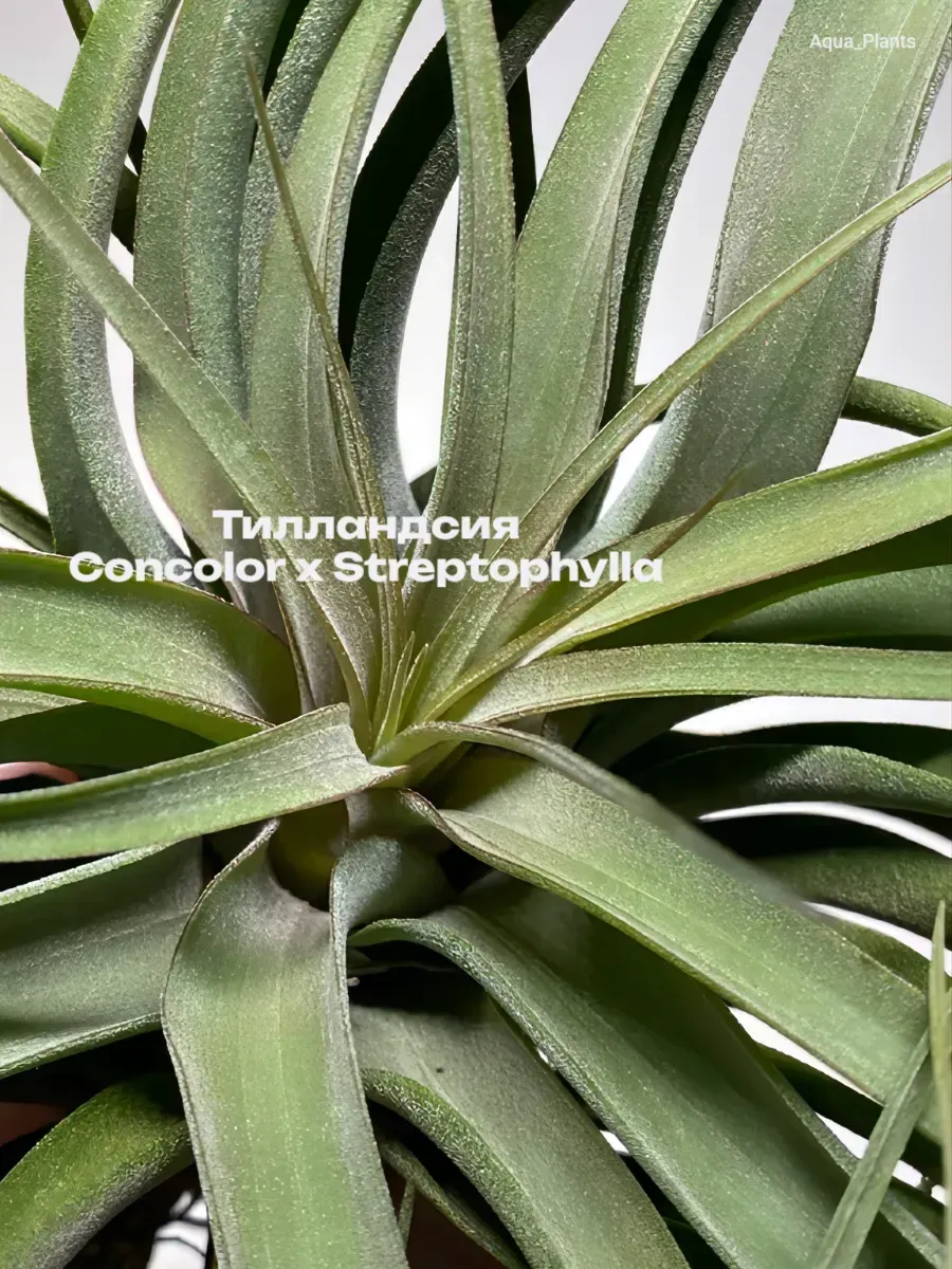 tillandsiya-concolor-x-streptophylla-tillandsia-1 Тилландсия Concolor x Streptophylla. Tillandsia — изображение 1