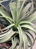 Тилландсия Concolor x Streptophylla. Tillandsia — изображение 3