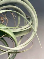Тилландсия Concolor x Streptophylla. Tillandsia — изображение 4