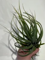 Тилландсия Concolor x Streptophylla. Tillandsia — изображение 5