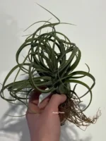 Тилландсия Concolor x Streptophylla. Tillandsia — изображение 6
