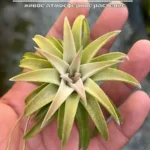 Тилландсия Джамбо S (Tillandsia vanhyningii jumbo S)