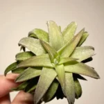 Тилландсия Джамбо S (Tillandsia vanhyningii jumbo S)