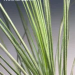 Тилландсия Джунсе (Tillandsia Juncea)