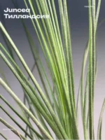 Тилландсия Джунсе (Tillandsia Juncea)