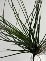 Тилландсия Джунсе (Tillandsia Juncea) — изображение 18
