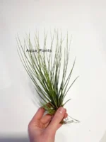 Тилландсия Джунсе (Tillandsia Juncea) — изображение 3