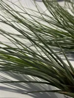 Тилландсия Джунсе (Tillandsia Juncea) — изображение 4