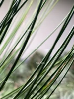 Тилландсия Джунсе (Tillandsia Juncea) — изображение 6