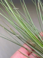 Тилландсия Джунсе (Tillandsia Juncea) — изображение 9