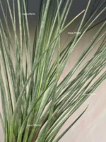 Тилландсия Джунсе (Tillandsia Juncea) — изображение 2
