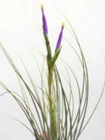 Тилландсия Джунсе (Tillandsia Juncea) — изображение 10