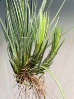 Тилландсия Джунсе (Tillandsia Juncea) — изображение 14