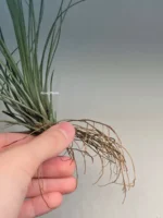 Тилландсия Джунсе (Tillandsia Juncea) — изображение 15
