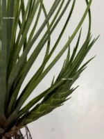 Тилландсия Джунсе (Tillandsia Juncea) — изображение 16