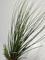 Тилландсия Джунсе (Tillandsia Juncea) — изображение 17
