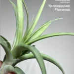 Тилландсия Флексуоза (Tillandsia Flexuosa)