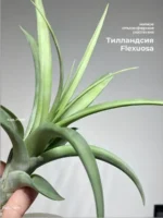 Тилландсия Флексуоза (Tillandsia Flexuosa)