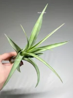 Тилландсия Флексуоза (Tillandsia Flexuosa) — изображение 6
