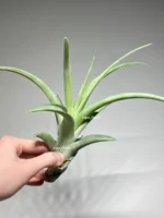 Тилландсия Флексуоза (Tillandsia Flexuosa) — изображение 7