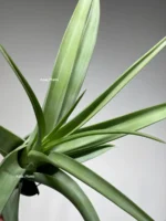 Тилландсия Флексуоза (Tillandsia Flexuosa) — изображение 8