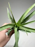 Тилландсия Флексуоза (Tillandsia Flexuosa) — изображение 9