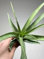 Тилландсия Флексуоза (Tillandsia Flexuosa) — изображение 2
