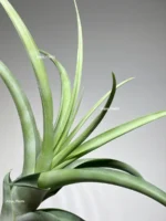 Тилландсия Флексуоза (Tillandsia Flexuosa) — изображение 3