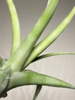 Тилландсия Флексуоза (Tillandsia Flexuosa) — изображение 4