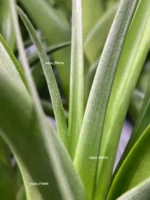 Тилландсия Флексуоза (Tillandsia Flexuosa) — изображение 5