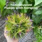 Тилландсия Фуэго Хэнгинг (Tillandsia Fuego with hanging)