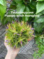 Тилландсия Фуэго Хэнгинг (Tillandsia Fuego with hanging)