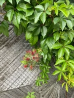 Тилландсия Фуэго Хэнгинг (Tillandsia Fuego with hanging) — изображение 12