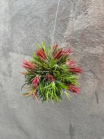 Тилландсия Фуэго Хэнгинг (Tillandsia Fuego with hanging) — изображение 13