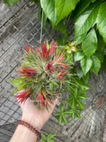 Тилландсия Фуэго Хэнгинг (Tillandsia Fuego with hanging) — изображение 2