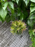 Тилландсия Фуэго Хэнгинг (Tillandsia Fuego with hanging) — изображение 3