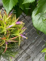 Тилландсия Фуэго Хэнгинг (Tillandsia Fuego with hanging) — изображение 5