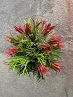 Тилландсия Фуэго Хэнгинг (Tillandsia Fuego with hanging) — изображение 15