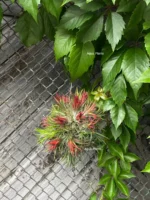 Тилландсия Фуэго Хэнгинг (Tillandsia Fuego with hanging) — изображение 16
