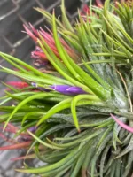 Тилландсия Фуэго Хэнгинг (Tillandsia Fuego with hanging) — изображение 7